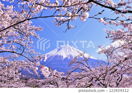 Mt. Fuji and cherry blossoms in spring 122659312