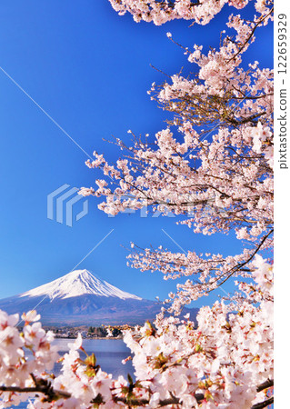 富士山和春天的櫻花 122659329