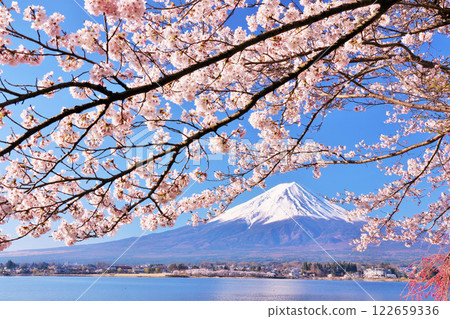 Mt. Fuji and cherry blossoms in spring 122659336