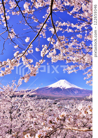 Mt. Fuji and cherry blossoms in spring Mt. Fuji and cherry blossoms in spring 122659346