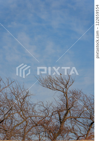 A starling perched on a branch 122659554