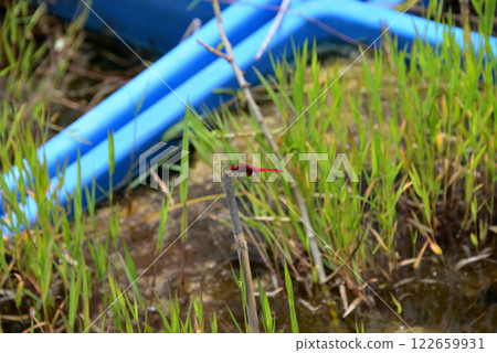 靜岡縣桶谷沼澤的朱色蜻蜓(Scarlet Dragonfly) 靜岡縣桶谷沼澤的朱色蜻蜓(Scarlet Dragonfly) 122659931