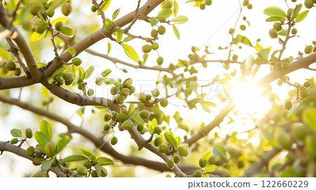 A springtime pistachio orchard, branches heavy with green nuts against a bright blue sky. 122660229