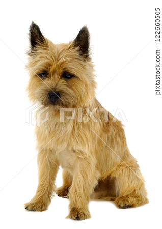 Puppy 122660505