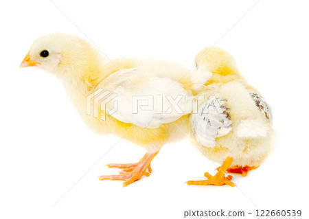 Two chicks Two chicks 122660539