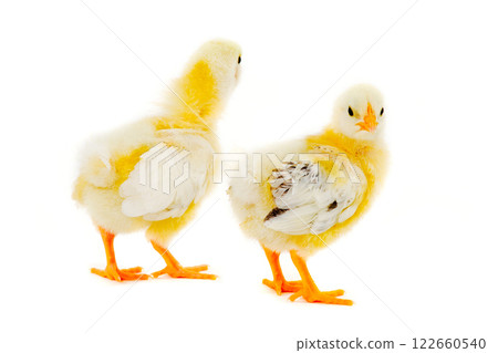 Two chicks Two chicks 122660540