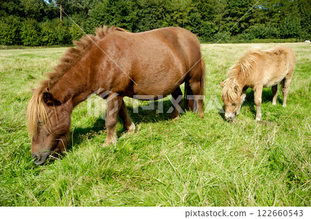 Horse and foal 122660543