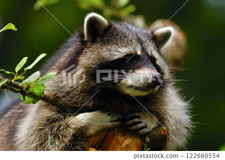 Raccoon 122660554