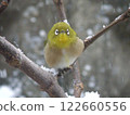 A white-eye perched on a tree branch on a snowy day 122660556
