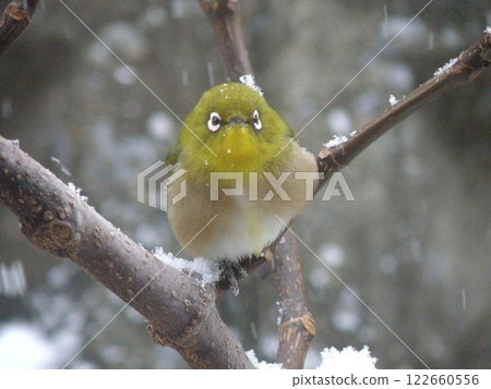 雪天，一隻繡眼鳥棲息在樹枝上 122660556