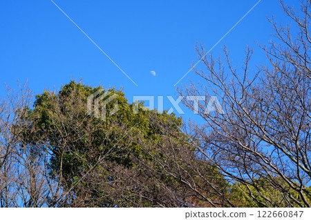 Fresh greenery and the moon against the blue sky 122660847