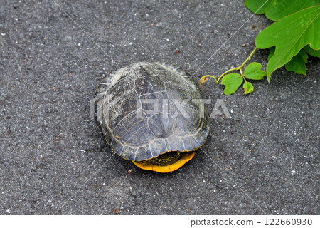 將脖子和四肢縮進龜殼裡的烏龜 將脖子和四肢縮進龜殼裡的烏龜 122660930