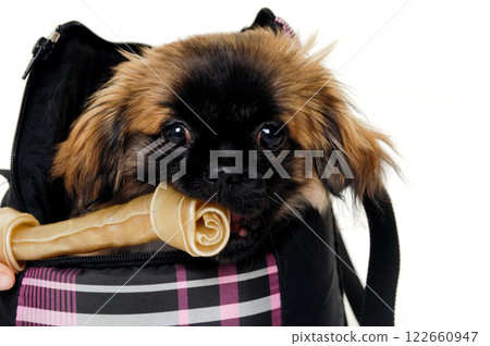 Puppy eating bone Puppy eating bone 122660947