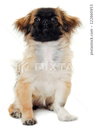 Puppy dog sitting on white background 122660953
