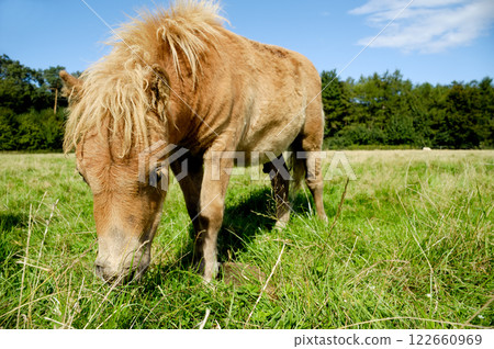 Foal is eating grass 122660969