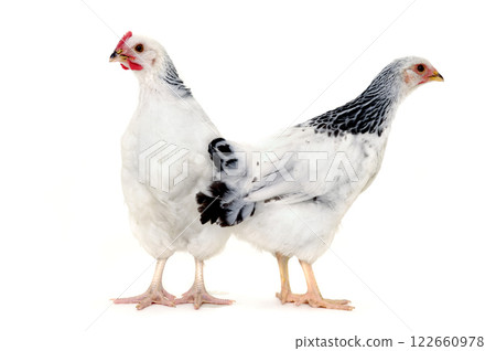 Chickens 122660978