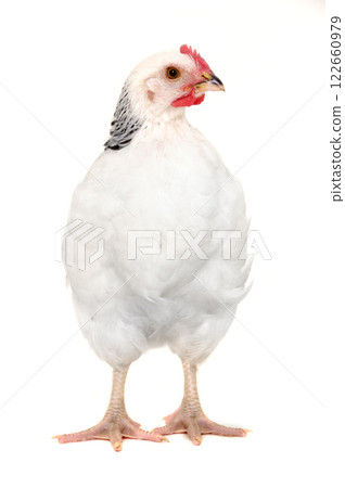 chicken isolated 122660979