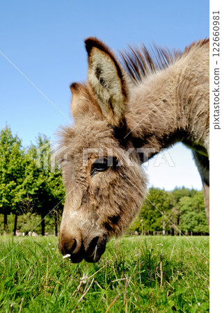 Donkey eating grass 122660981