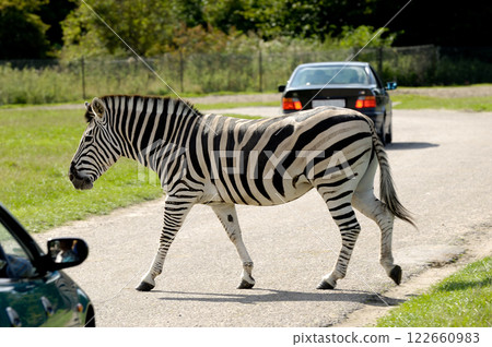 Zebra is crossing road among cars Zebra is crossing road among cars 122660983