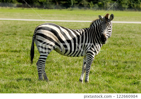 Zebra Zebra 122660984