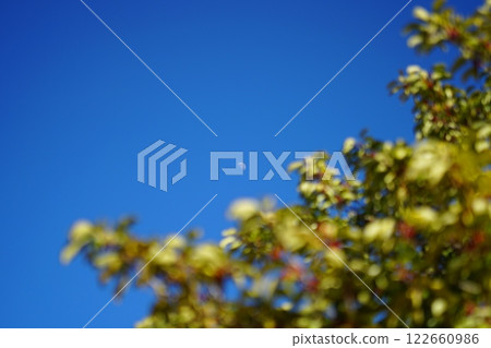 山茱萸花在藍天映襯下閃閃發光 122660986