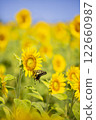 一隻美麗的燕尾蝶停在向日葵田裡的一朵向日葵上 1 122660987
