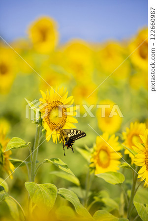 一隻美麗的燕尾蝶停在向日葵田裡的一朵向日葵上 1 122660987