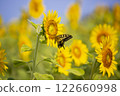 一隻美麗的燕尾蝶棲息在向日葵田裡的一朵向日葵上 2 122660998