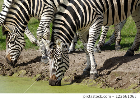Zebras are dirnking water 122661065