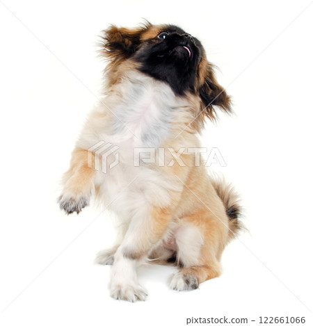 Puppy dog sitting on white background Puppy dog sitting on white background 122661066