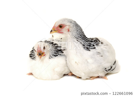Chickens on white background 122661096