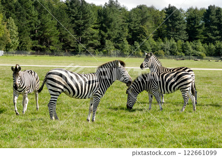 Group of zebras 122661099