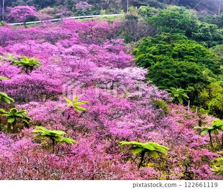 Cherry blossoms 122661119