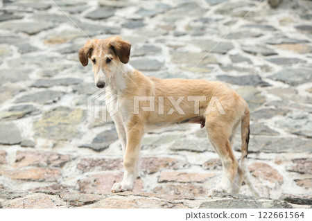 Nice puppy of Borzoi standing on rocks Nice puppy of Borzoi standing on rocks 122661564