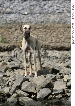 Sloughi or Arabian Greyhound near the river Sloughi or Arabian Greyhound near the river 122661569