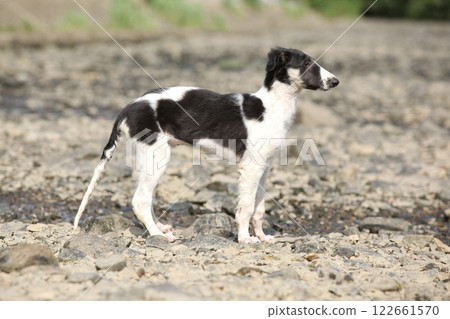 Nice puppy of Borzoi standing on rocks Nice puppy of Borzoi standing on rocks 122661570