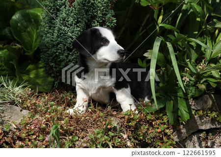 Cardigan Welsh Corgi in the garden 122661595