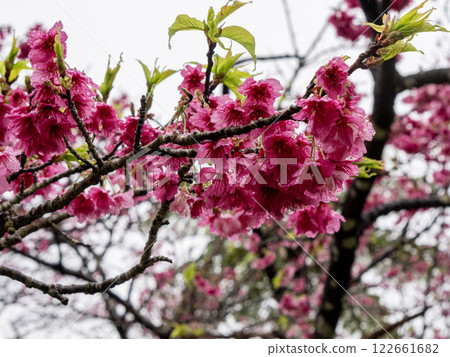Cherry blossoms 122661682