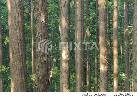 板栗整理 板栗整理 122661695