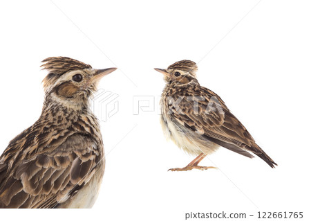 Wood Lark isolated on a white background Wood Lark isolated on a white background 122661765