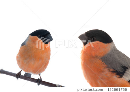 portrait female bullfinch isolated on white background 122661766