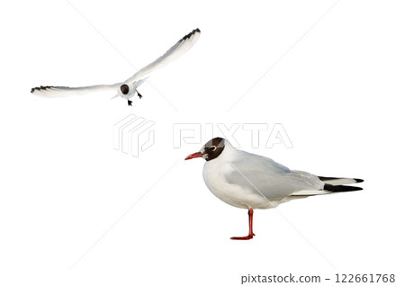 patagonia gull (Chroicocephalus maculipennis) isolated on white background 122661768