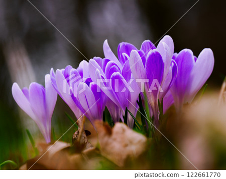 purple crocuses growing in the wild in spring purple crocuses growing in the wild in spring 122661770