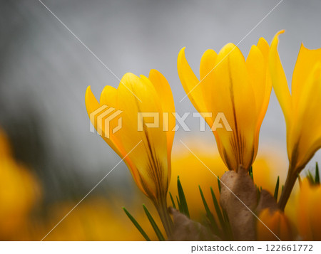 yellow crocuses growing in the forest in spring 122661772