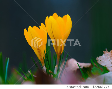 yellow crocuses growing in the forest in spring 122661773