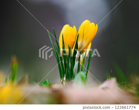 yellow crocuses growing in the forest in spring 122661774
