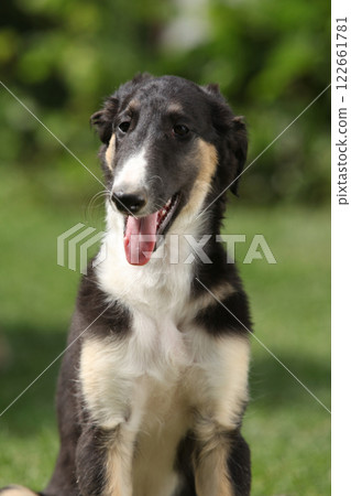 Amazing puppy of Borzoi sitting on the grass Amazing puppy of Borzoi sitting on the grass 122661781