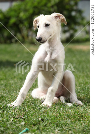 Amazing puppy of Borzoi sitting on the grass 122661782