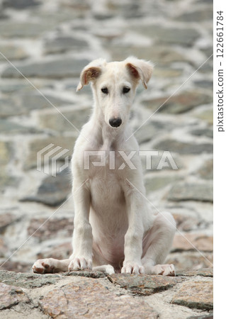 Nice puppy of Borzoi sitting on rocks Nice puppy of Borzoi sitting on rocks 122661784