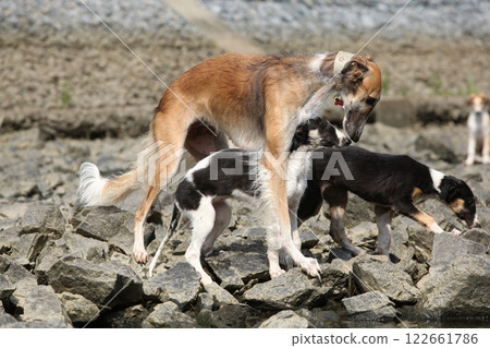 Amazing borzoi with its puppy standing on rocks 122661786